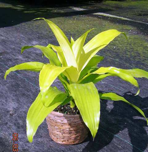 6" Draceana Lime Light